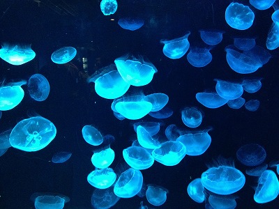 京都水族館