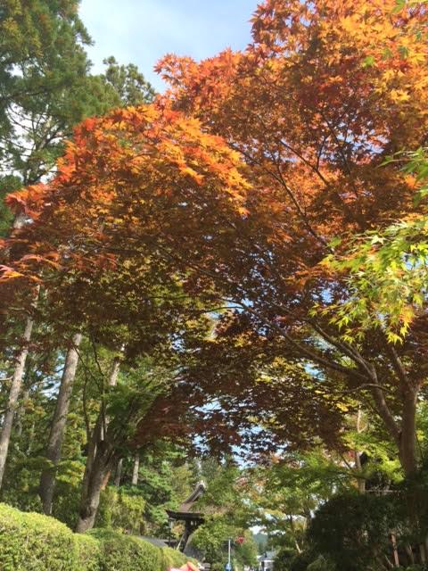 高野山もみじ